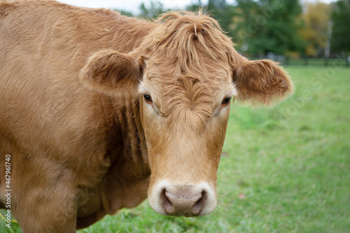 Curious brown cow