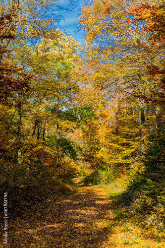 Fototapeta Naklejka Na Ścianę i Meble -  Herbstspaziergang rund um die Wartburgstadt Eisenach am Rande des Thüringer Waldes - Thüringen