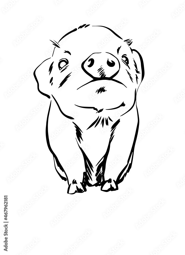 Cute baby pig, Funny little pig illustration, vector illustration Cute baby pig, Funny little pig illustration, vector illustration