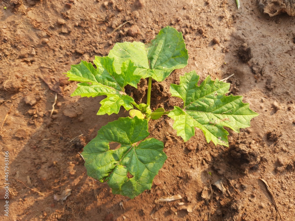 Bitter gourd plant. It is a vine plant. Its fruit has a bitter taste