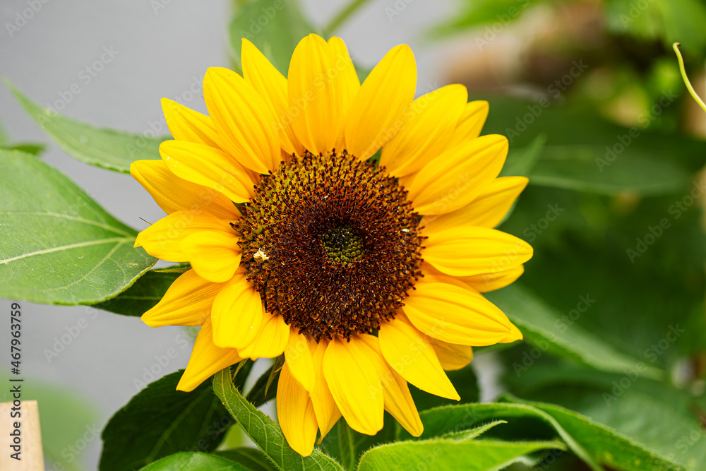 Sonnenblume mit wilder Biene Sonnenblume mit wilder Biene