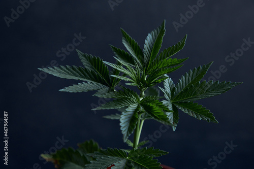 Young marijuana plant isolated on dark background.