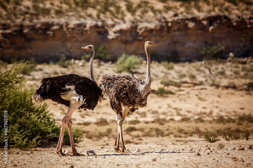 African Ostrich couple in dry land in Kgalagadi transfrontier park, South Africa ; Specie Struthio camelus family of Struthionidae
