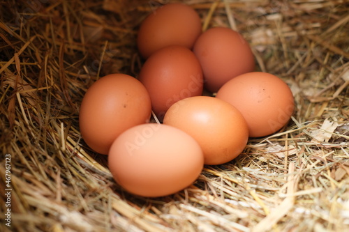 Fresh chicken eggs lie on the hay. The concept of agriculture and natural products.