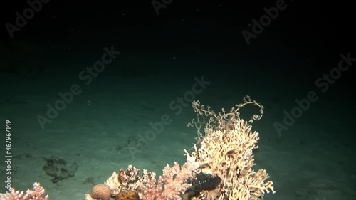 Basket star Astroboa nuda (Gorgonocephalus Gorgon's head) At Nigh feeding and reacting to light at night on coral reef underwater in Red Sea, Egypt. Nocturnal echinoderm moving it's arms. photo