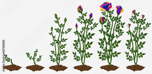 Stages of rainbow rose plant growth.Plant growing stages, isolated on white background. Flower life cycle. Vector illustration