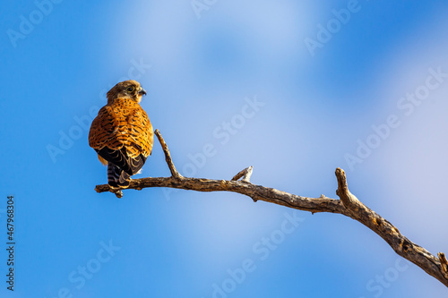 South African Kestrel perched on a branch isolated in blue sky in Kgalagadi transfrontier park, South Africa; specie Falco rupicolus family of Falconidae