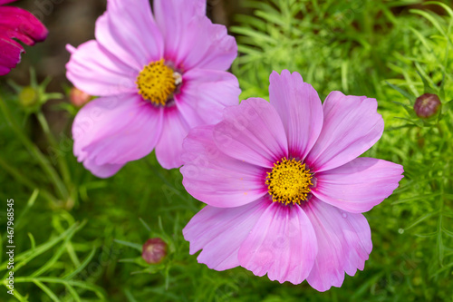 Close up of blooming Cosmos bipinnatus  commonly called the garden cosmos or Mexican aster 