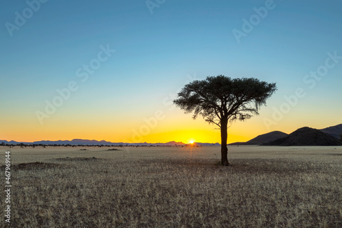 Lone camelthorn tree at sunrise in Namib Desert