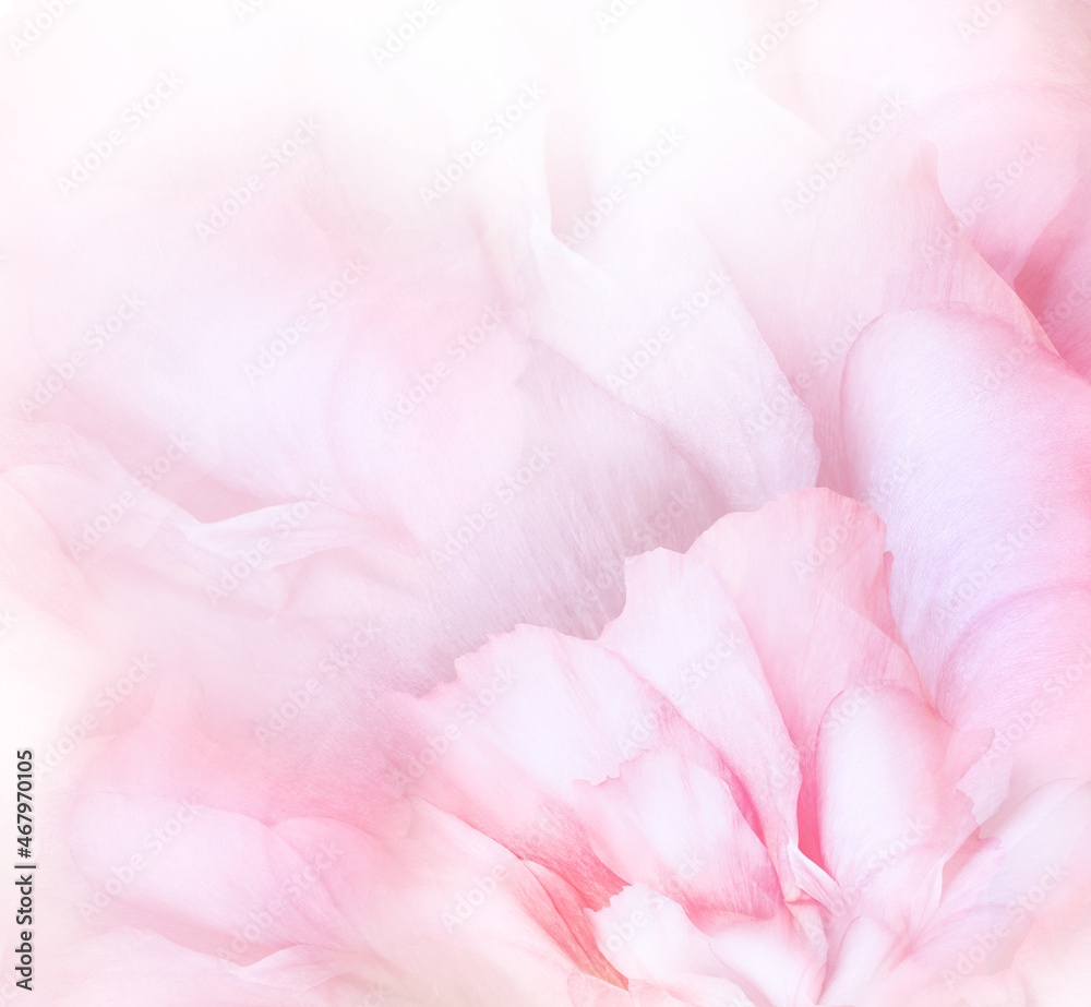 Rose  flower. Floral light pink background. Macro.   Nature.