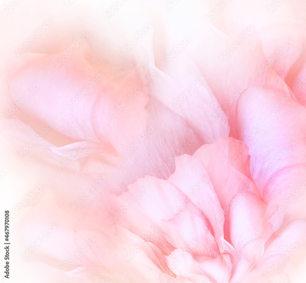 Pink petals of a rose flower.  Floral light pink background. Macro.   Nature.