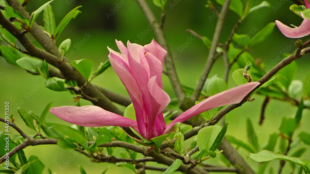 Obraz premium orchidea