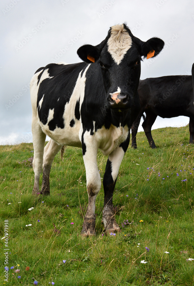 Herd of young dairy cow or heifer . It is a Holstein Friesian breed cow used for the dairy industry.