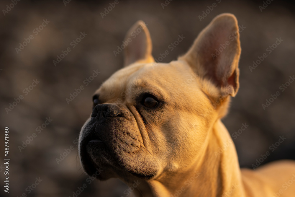 French bulldog posing on a rocky beach 