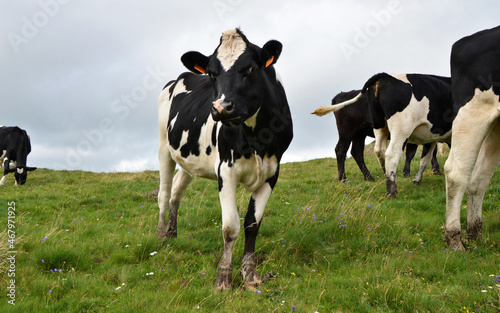 Herd of young dairy cow or heifer . It is a Holstein Friesian breed cow used for the dairy industry. © jpr03