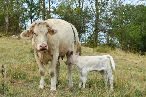 A mother cow with her calf in a field in the countryside.