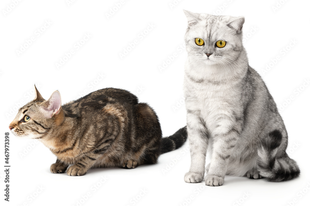 Two cats on isolated a white background