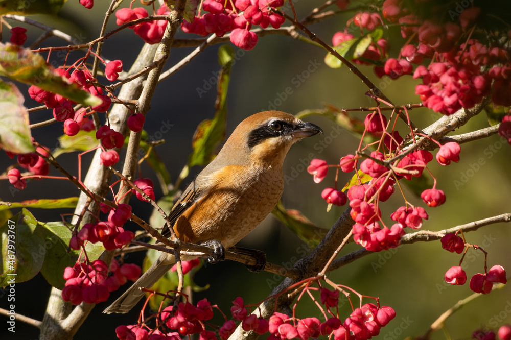 Fototapeta premium 赤い花に囲まれるモズ