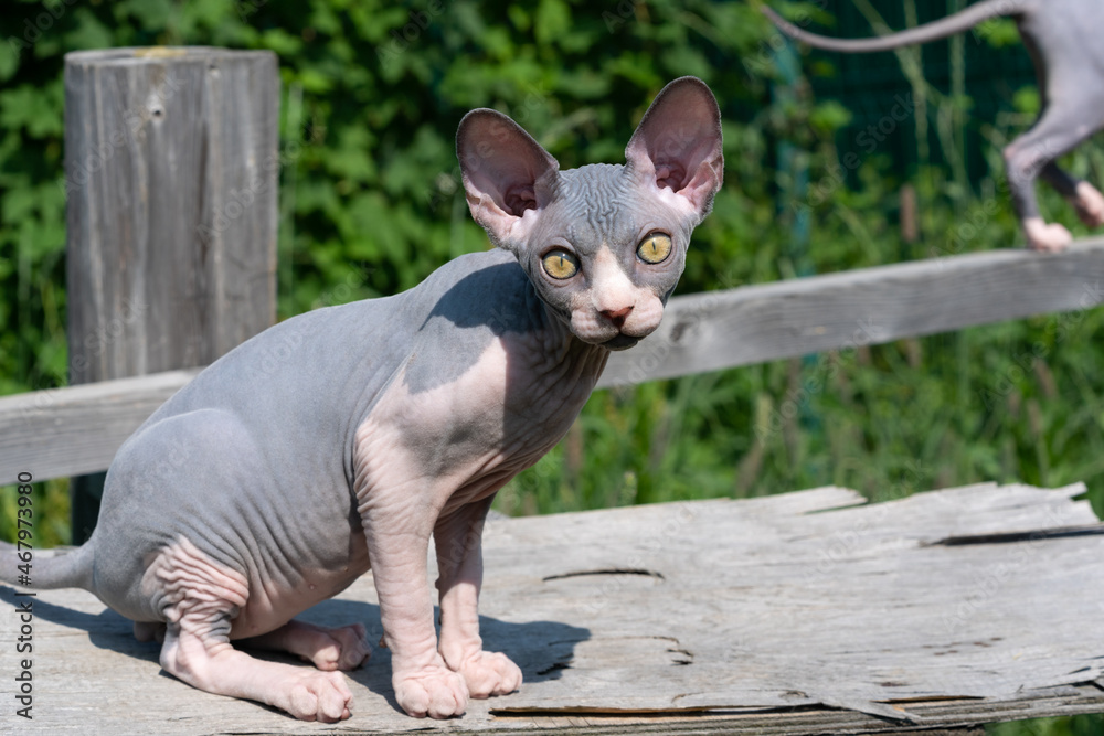 Portrait of Canadian Sphynx Cat of color blue and white sitting on boards outdoors playground on sunny summer day and looking at camera with yellow eyes. Kitten is 4 months old. Side view.