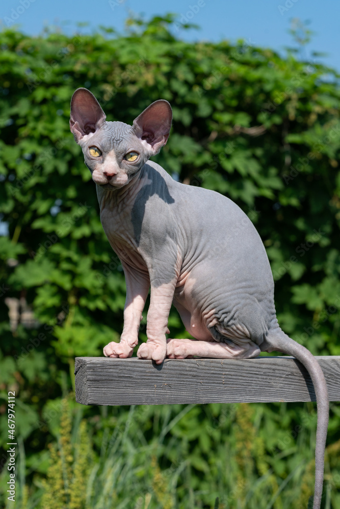 Portrait of blue and white male kitten of Sphynx Hairless Cat breed sitting high on wooden crossbar outdoors playing ground in relaxed pose and looking at camera. Concept of breeding purebred cats.