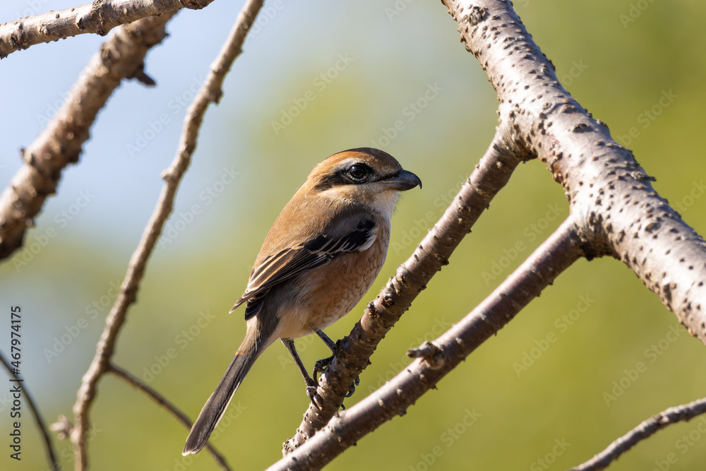 Fototapeta premium 背に日を浴びるモズの雄