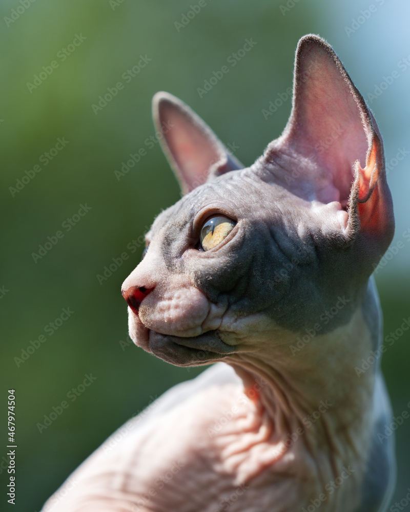 Portrait in profile of beautiful young blue and white Canadian Sphynx male kitten fifteen weeks old. Headshot, close-up. Blurred natural green forest background.