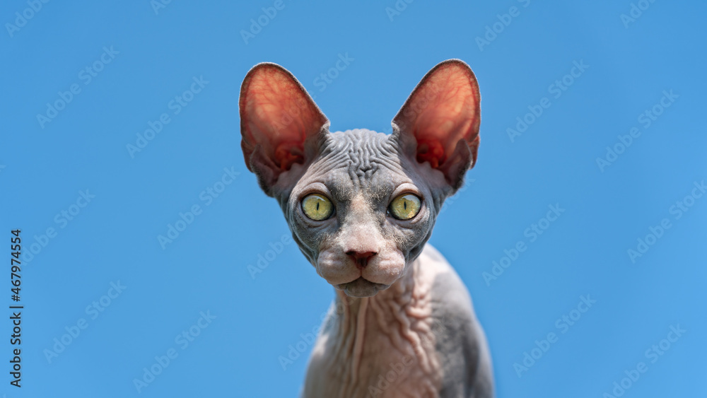 Portrait of lovely Sphynx Cat with yellow eyes and large ears that show through in sun. Cute hairless kitten looking at camera on background of blue cloudless sky. Front view.