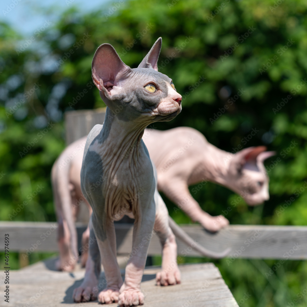 Adorable young Sphynx Hairless Cats on walk in cattery enclosure. In front is blue and white colored kitten standing on boards and looking up. Front view, full length. Focus foreground.