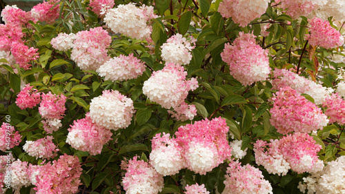Panicled hydrangea or Hydrangea paniculata Pink Diamond or Interhydia cultivar with creamy-white and pink flowers as garden ornament in sommer photo