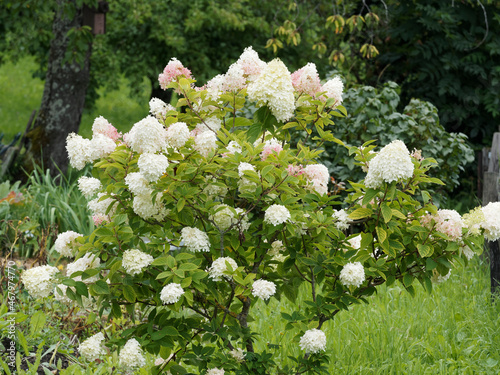 Panicled hydrangea or Hydrangea paniculata Pink Diamond or Interhydia cultivar with creamy-white and pink flowers as garden ornament in sommer photo