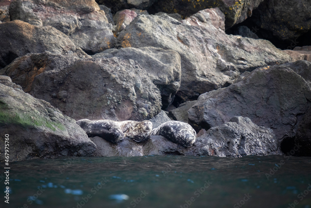 Anthurs or Steinger seals (Phoca vitulina stejnegeri) on Shikotan Island, South Kuriles Anthurs or Steinger seals (Phoca vitulina stejnegeri) on Shikotan Island, South Kuriles