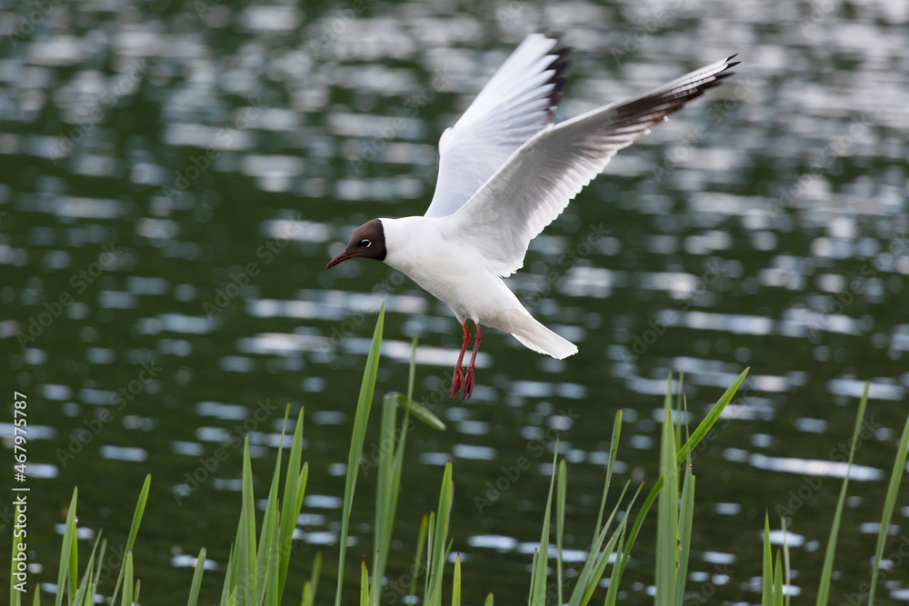 White seagull flies over water White seagull flies over water