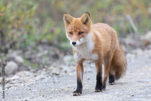Adult red fox, Iturup Island