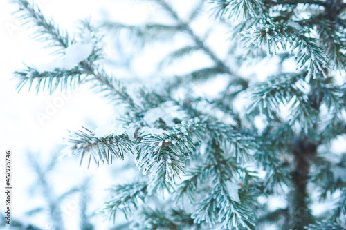 winter background with snow-covered fir branches..