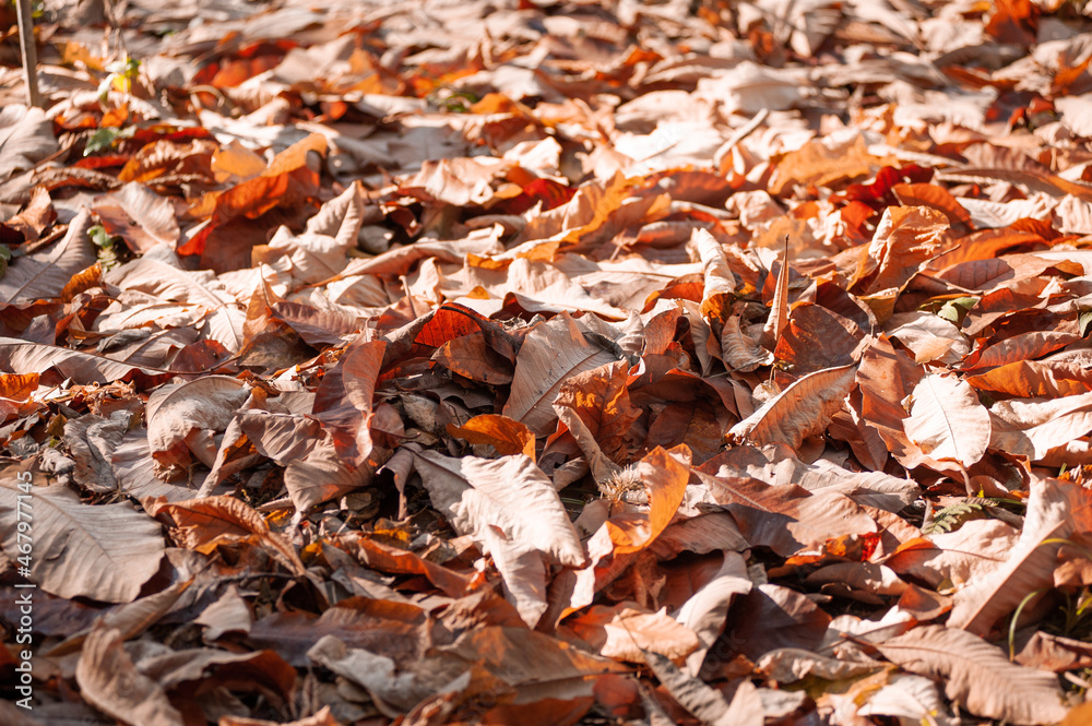 Dry magnolia leaves lie on the ground in autumn
