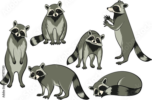 Set of racoons vector ilustrations eps10