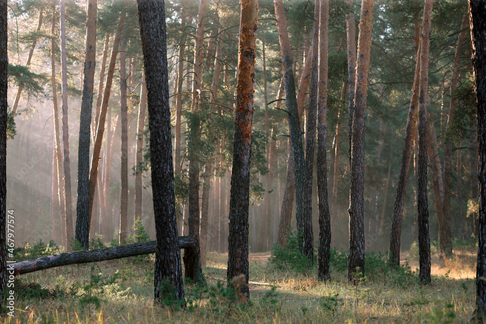 Obraz premium pine forest in the early morning in the sun