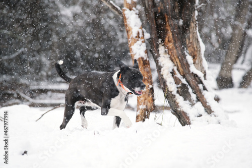 Pet joy shows dog with happy face running through snow during snowing weather outdoors.