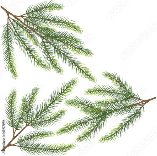 Spruce branch vector art eps10