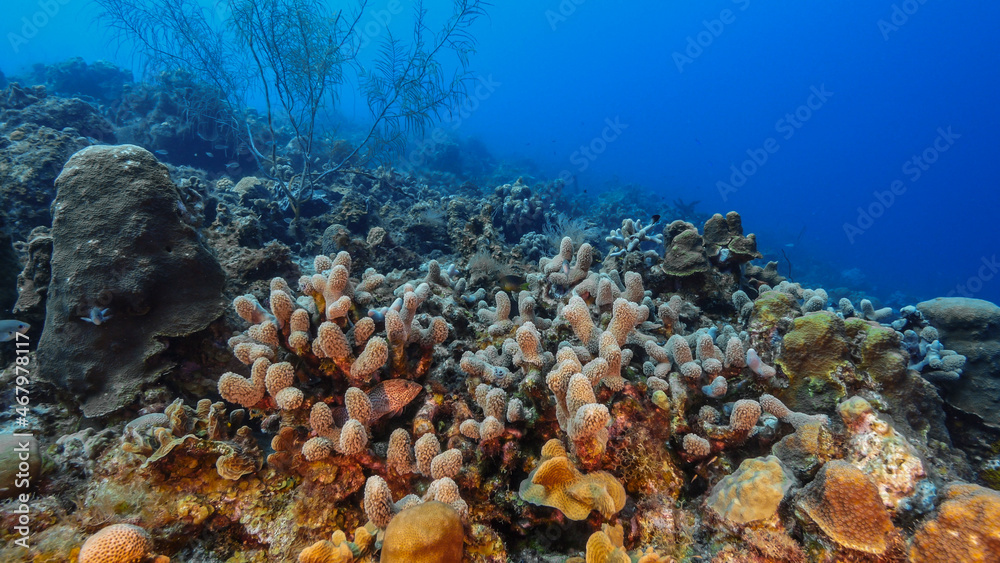 Seascape with various fish, coral and sponge in coral reef of Caribbean Sea, Curacao