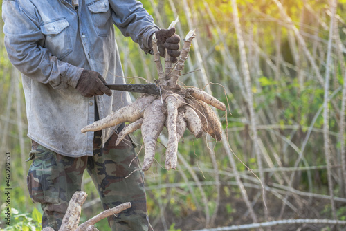 Farmers are harvesting good quality cassava