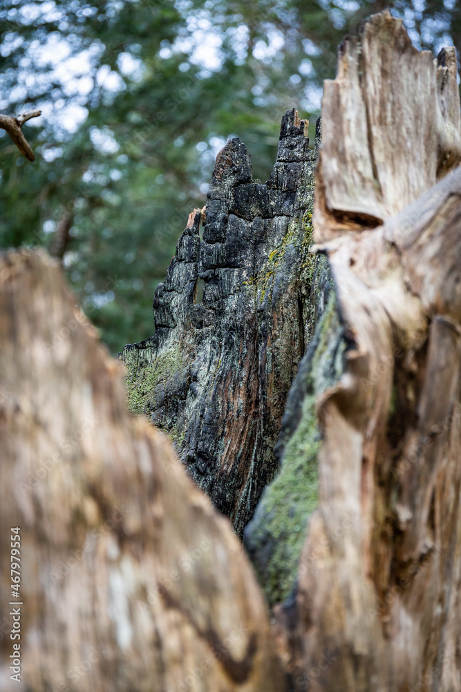 Spaziergang durch den Paterzeller Eibenwald