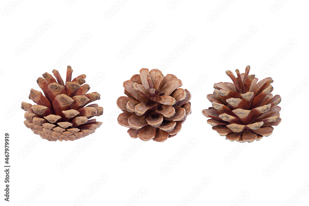 Set of natural brown pine cones isolated on white background. Set of natural brown pine cones isolated on white background.