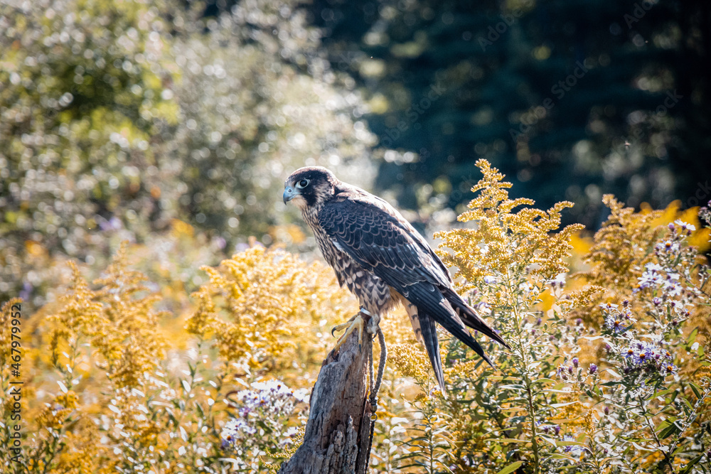 Fototapeta premium Peregrine Falcon centre frame