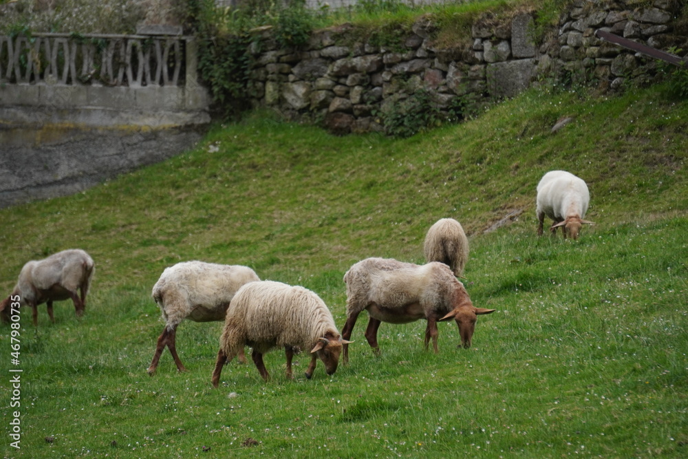 Obraz premium Photo of some sheep eating grass