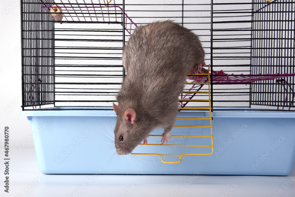 Caged Rat" Images – Browse 12 Stock Photos, Vectors, and Video | Adobe Stock