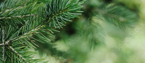 Obraz na płótnie branches of a pine