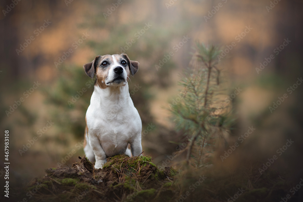 jack russell terrier dog in forest jack russell terrier dog in forest