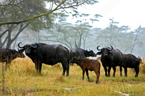 Fototapeta Naklejka Na Ścianę i Meble -  Buffle d'Afrique mouillé sous la pluie, Syncerus caffer Afrique Kenya