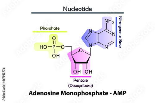 AMP - Adenosine monophosphate Nucleotide strcuture, building block of RNA molecule - sugar, phosphate and nitrogenous base.